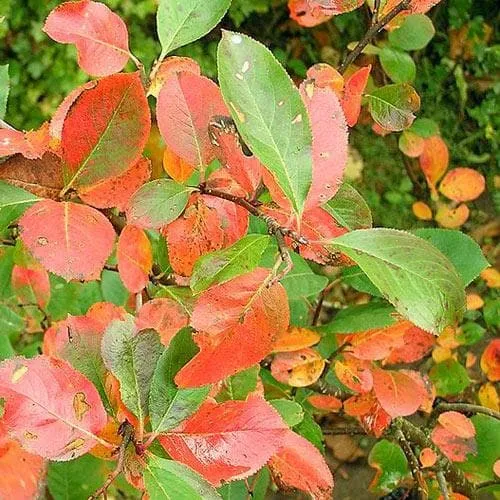 Aronia melanocarpa Professor Ed