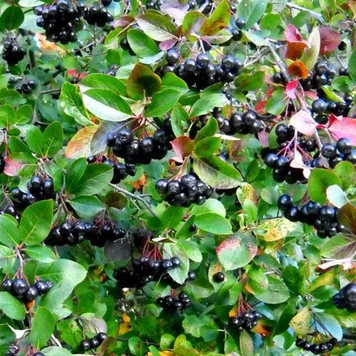 Aronia melanocarpa Professor Ed