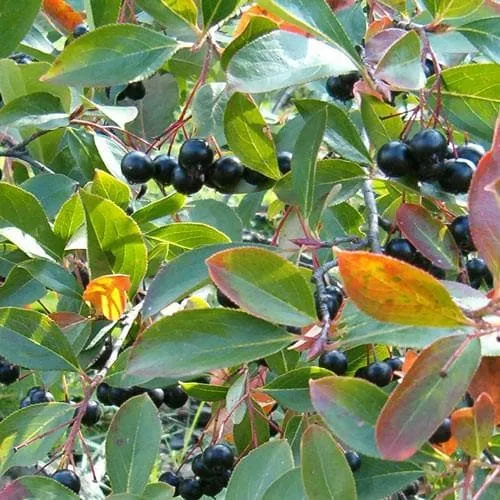 Aronia melanocarpa Professor Ed