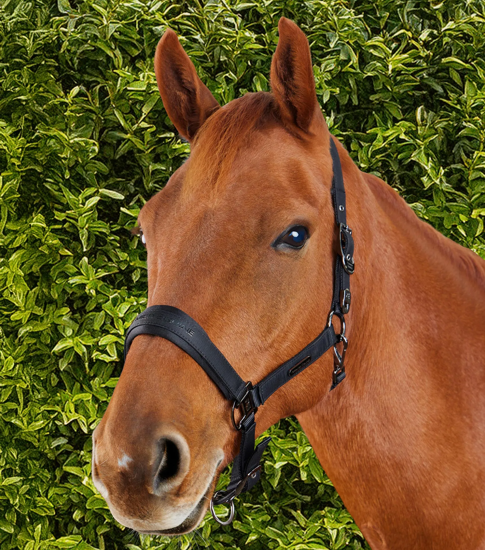 Duco Padded Head Collar With Lead Rope Black