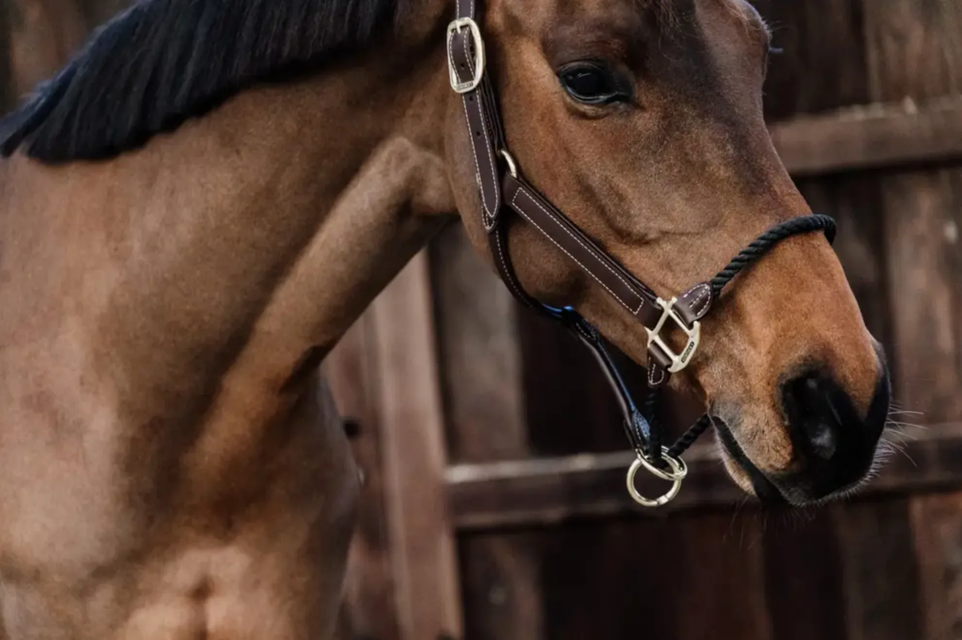 Kentucky Leather Rope Halter